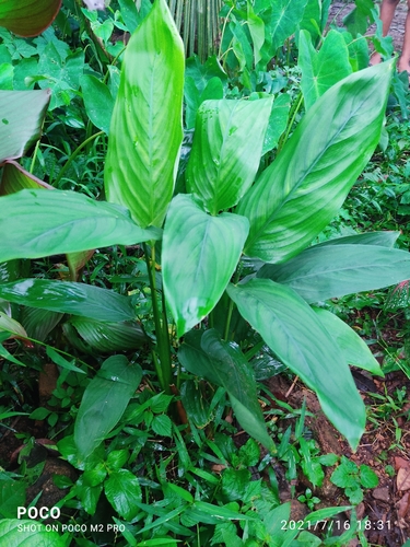 Maranta arundinacea