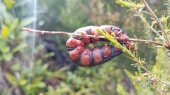 Hyles biguttata