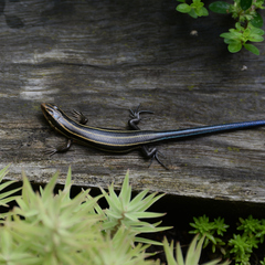 Plestiodon finitimus