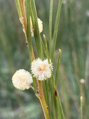 Acacia ptychoclada