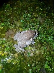 Anaxyrus microscaphus