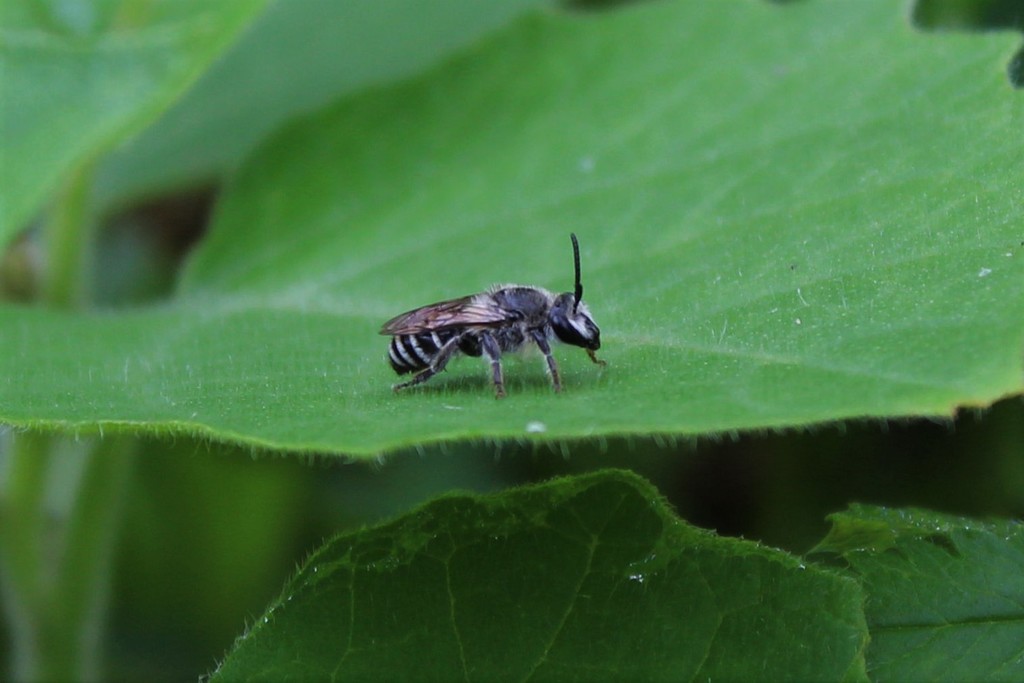 Broad-footed Cellophane Bee