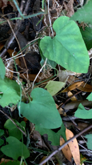 Aristolochia californica