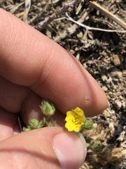 Potentilla wheeleri