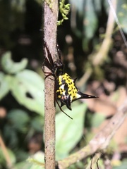 Micrathena raimondi