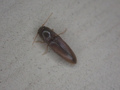 Glyphonyx bimarginatus