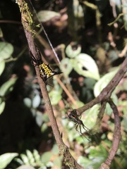 Micrathena raimondi
