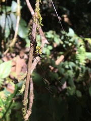 Micrathena raimondi