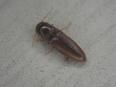 Glyphonyx bimarginatus