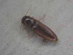 Glyphonyx bimarginatus
