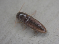 Glyphonyx bimarginatus