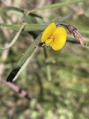 Bossiaea ensata
