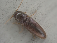 Glyphonyx bimarginatus