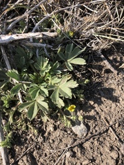 Potentilla wheeleri
