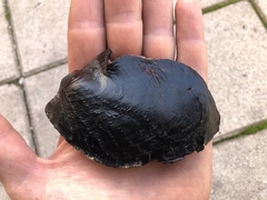 Pterioidea