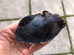 Pterioidea
