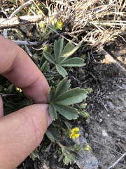 Potentilla wheeleri