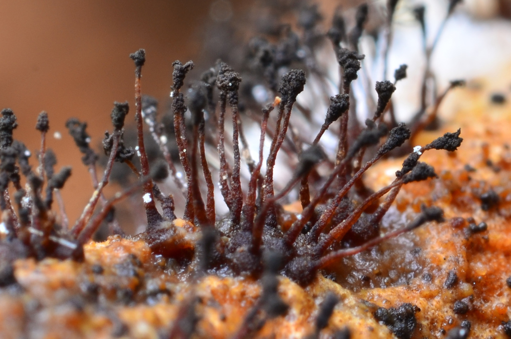 Melanospora lagenaria