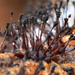 Melanospora lagenaria - Photo (c) Christian Schwarz, some rights reserved (CC BY-NC), uploaded by Christian Schwarz