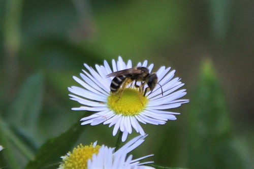 Orange-legged Furrow Bee photo 6