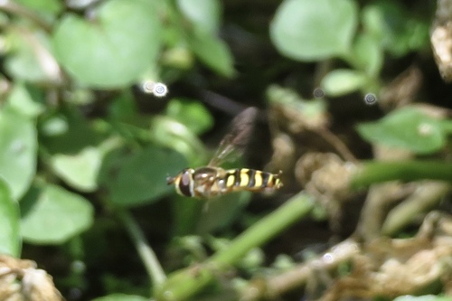photo of Western Aphideater (Eupeodes fumipennis)