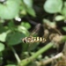 photo of Western Aphideater (Eupeodes fumipennis)
