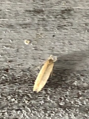 Limnaecia phragmitella