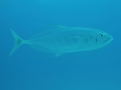 Craterognathus plagiotaenia