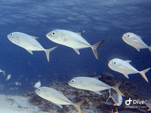 Bigeye Trevally