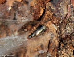 Mimodromites nigrotestaceus