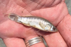 Fundulus grandis