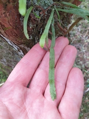 Notogrammitis angustifolia