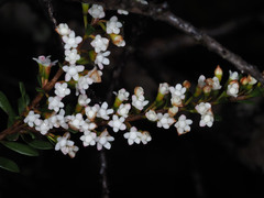 Thryptomene calycina