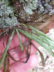 Notogrammitis angustifolia