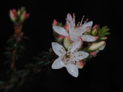 Calytrix alpestris