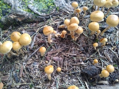 Fungi