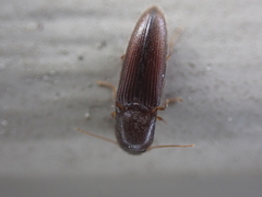 Glyphonyx bimarginatus