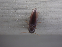 Glyphonyx bimarginatus