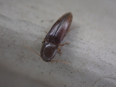 Glyphonyx bimarginatus
