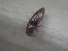 Glyphonyx bimarginatus