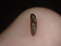 Glyphonyx bimarginatus