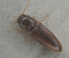 Glyphonyx bimarginatus