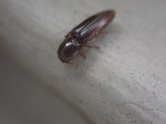 Glyphonyx bimarginatus