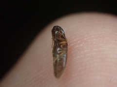 Glyphonyx bimarginatus