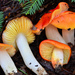 Waxcaps - Photo (c) Christian Schwarz, some rights reserved (CC BY-NC)