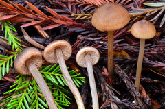 Entoloma cystomarginatum
