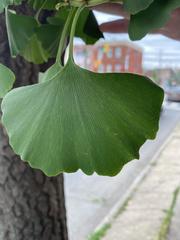 Ginkgoopsida