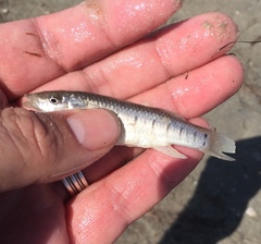 Fundulus similis