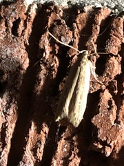 Limnaecia phragmitella