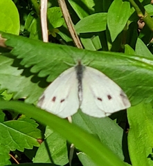 Pieris rapae